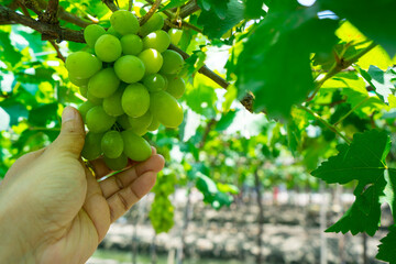Hand of farmer to harvest of White grapes hanging on a bush at vine in vineyard.