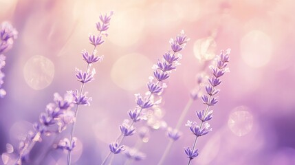 Obraz premium Romantic Lavender Flowers with Soft Bokeh and Pastel Tones