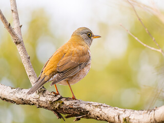 枝にとまるシロハラ
