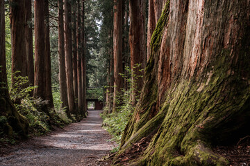 戸隠神社参道・随神門と杉並木	