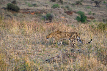 Leopard walking through tall grass in warm evening light in the Lewa Conservancy, African wildlife on adventure safari game drive in Kenya
