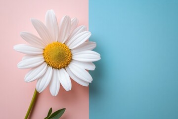 White Daisy Flower on Split Pink and Blue Background