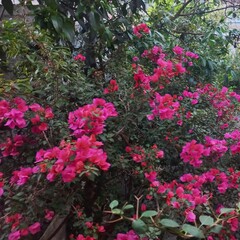 flowers in the garden