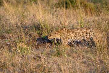 Leopard walking through tall grass in warm evening light in the Lewa Conservancy, African wildlife on adventure safari game drive in Kenya
