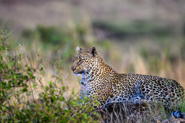 Leopard laying on a rock waiting for dark, and time to hunt, in the Lewa Conservancy, African wildlife on adventure safari game drive in Kenya
