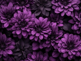 Obraz premium Purple flowers on black background