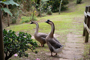Two graceful geese stroll through a serene garden, enjoying the tranquil surroundings.