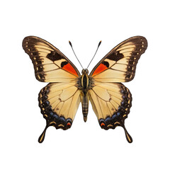 butterfly isolated on white background