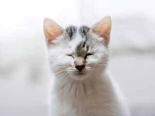 子猫