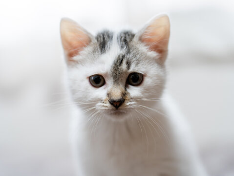 子猫