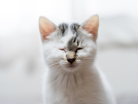 子猫