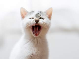 あくびをする子猫