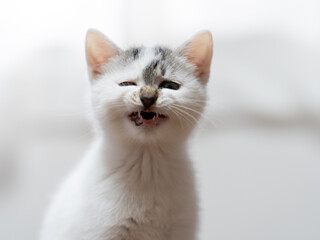 あくびをする子猫