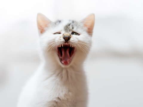 あくびをする子猫