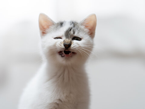 あくびをする子猫
