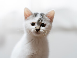 子猫