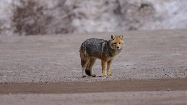 Lonely fox standing on a sandy surface, looking at the camera, animal wildlife in argentina, static, copy space