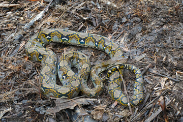 Python on the ground. Reticulated python (Malayopython reticulatus) with body coiled on the ground. Python in the wild.