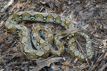 Python on the ground. Reticulated python (Malayopython reticulatus) with body coiled on the ground. Python in the wild.