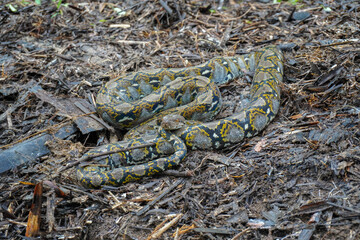 Python on the ground. Reticulated python (Malayopython reticulatus) with body coiled on the ground. Python in the wild.