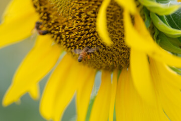 満開のひまわりとミツバチ