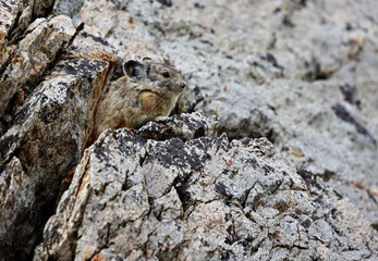 An American Pika (Ochotona princeps) on lichen covered rock in the Hoover Wilderness of California.
