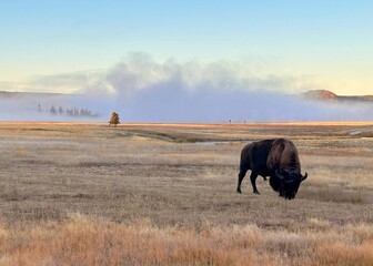 Yellowstone National Park sunrise with bison in field