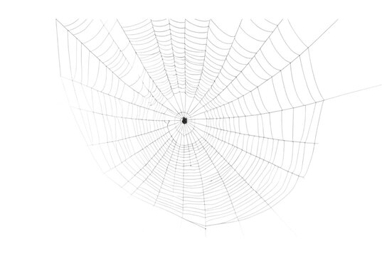 Spider Web PNG
