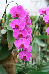 Pink Phalaenopsis orchids or moth orchids blooming in ornamental garden