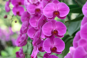 Pink Phalaenopsis orchids or moth orchids blooming in ornamental garden