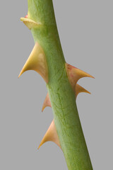 close-up macro view of rose stem with several sharp thorns isolated gray background, prickles with curved structure protruding from plant