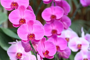 Obraz premium Pink Phalaenopsis orchids or moth orchids blooming in ornamental garden