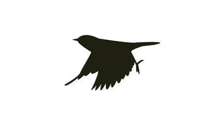 Fototapeta premium Flying White Eye Bird Silhouette Design And Vector Illustration. 