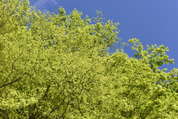 若モミジ　新緑