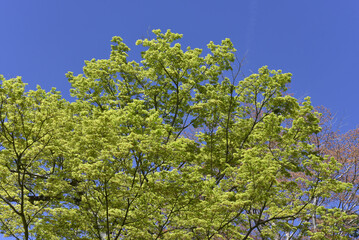 若モミジ　新緑