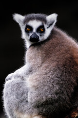 Ring-tailed Lemur