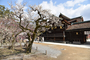 北野天満宮　境内の梅の花　京都市上京区