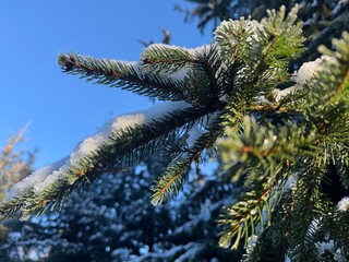branches