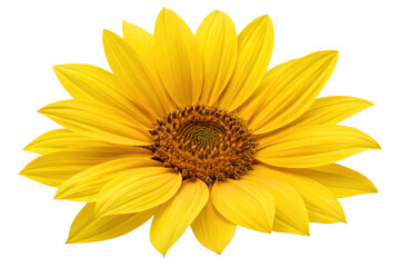 A single yellow sunflower isolated with transparent background