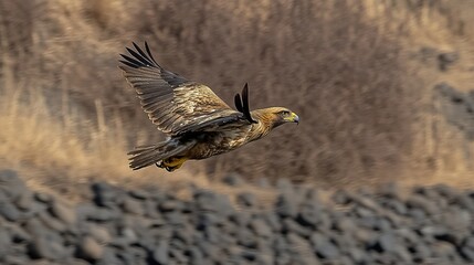 Obraz premium Majestic eagle in flight over rocky terrain.