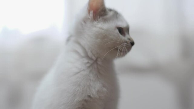 子猫