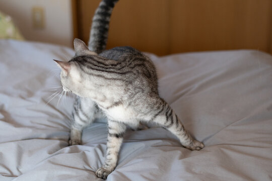 ベッドの上で向きを変える猫　サバトラ猫