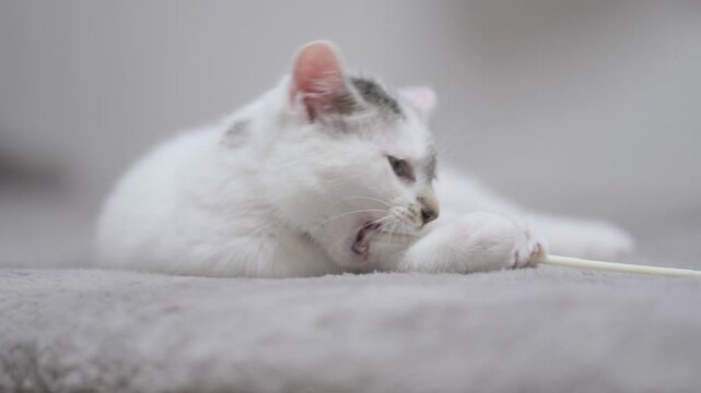 子猫