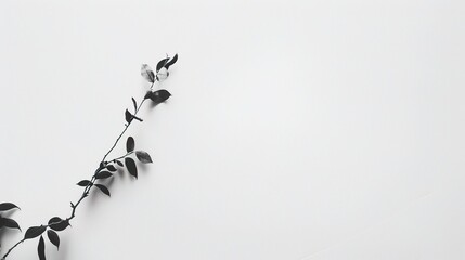Simple white background web design presenting a clean and elegant layout. The white backdrop serves as a perfect canvas where elements like buttons