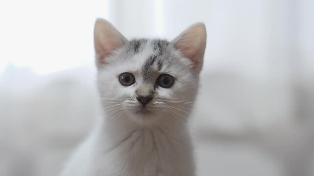 子猫