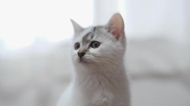 子猫