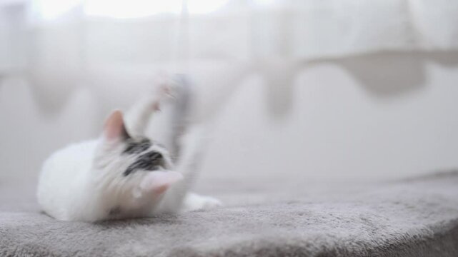 子猫