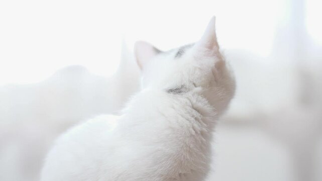 子猫