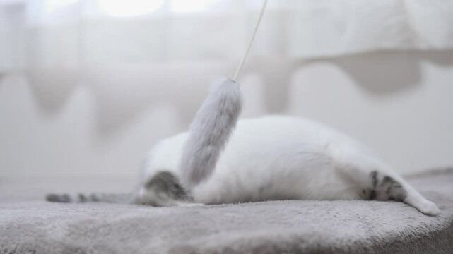 子猫