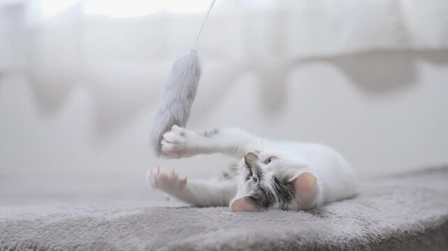 子猫